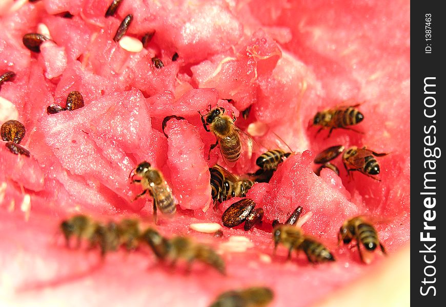 Watermellon, sweet attracts bees, nice color. Watermellon, sweet attracts bees, nice color