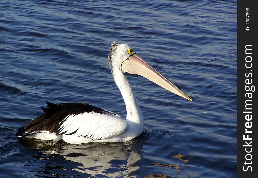 A lone pelican swimming in calm water