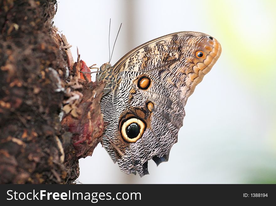 Eye On Butterfly