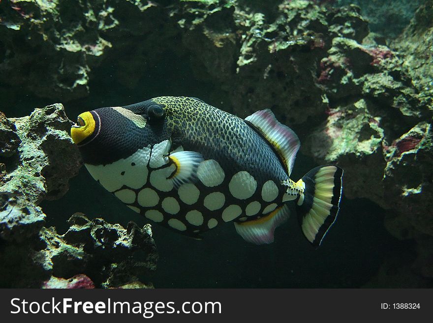 Parrot Fish in Artis Zoo in Amsterdam