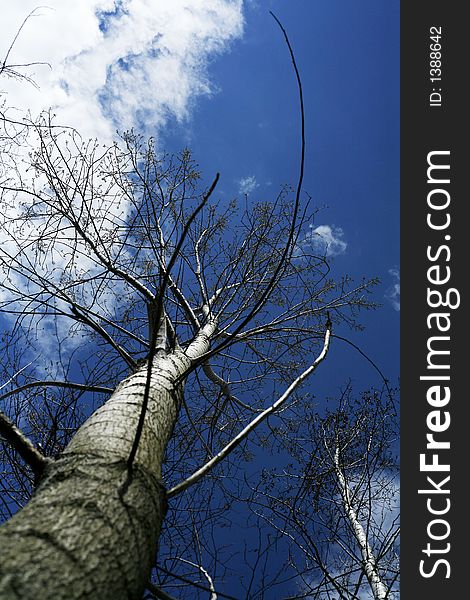 Tall leafless trees against deep blue sky