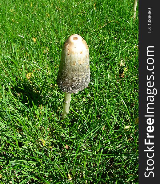 Mushroom in grass after the rain in sunny close-up. Mushroom in grass after the rain in sunny close-up