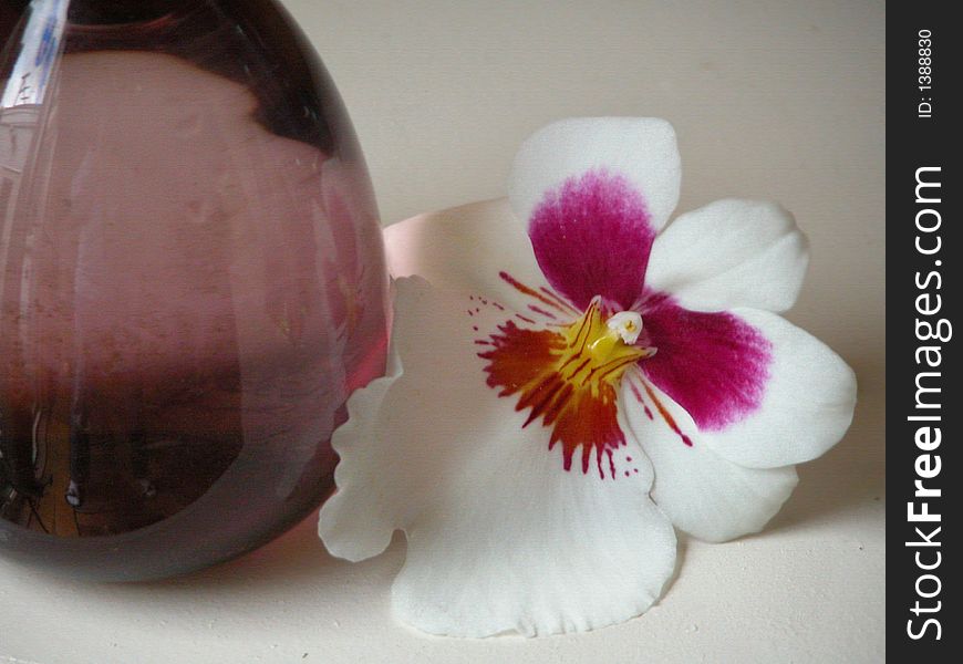 A beautiful white and red/pink orchid with a glass vase. A beautiful white and red/pink orchid with a glass vase.