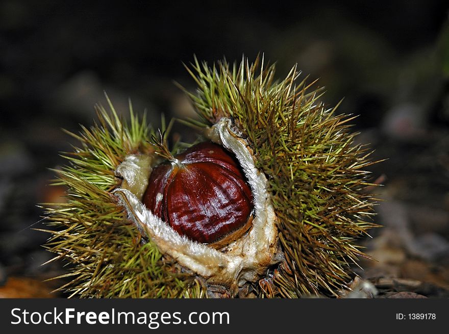 A chestnut in the forest with dark background