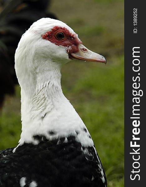 A white black duck with beak and green background. A white black duck with beak and green background