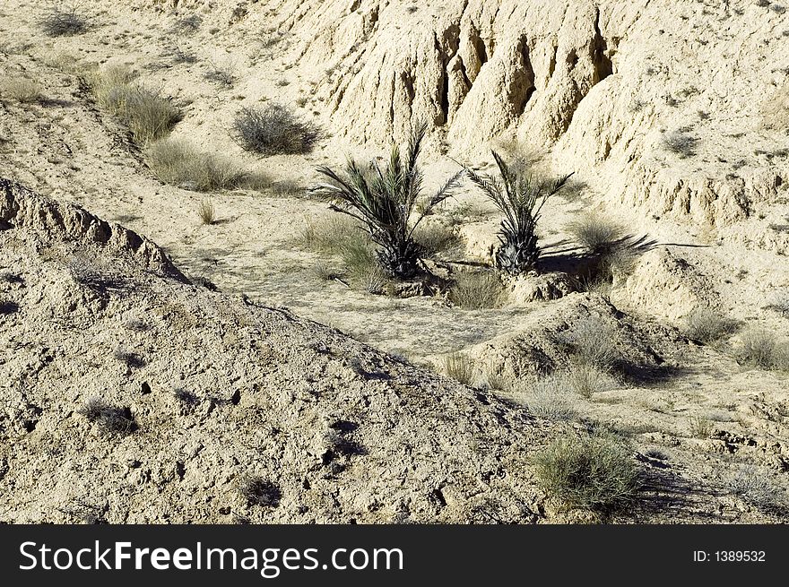 Dry desert with two plants looking like big ananas, Sahara desert, Tunisia. Dry desert with two plants looking like big ananas, Sahara desert, Tunisia