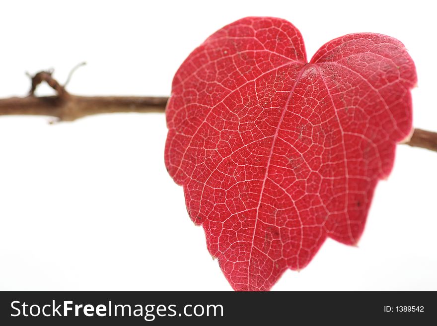 A Red Heart-shaped Autumn Leaf. A Red Heart-shaped Autumn Leaf