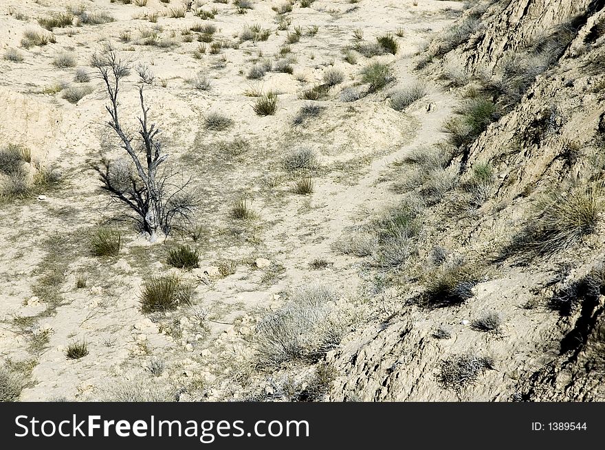 Desert with old, dry tree