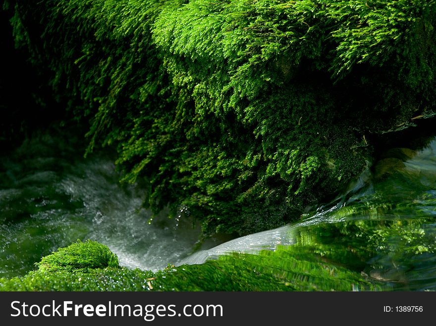 Moss and stream. The Crimea mountains. Spring.