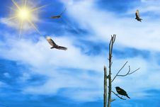 Blackbird With Vultures Stock Photos Blackbird With Vultures Stock Photos