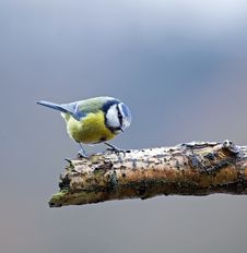 Blue Tit On Branch Stock Photos