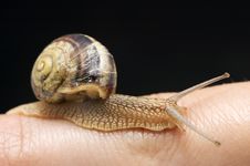 Snail On Part Of Finger Stock Photo