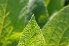 Green Leaf Foxglove Close-up Of Backlighting Royalty Free Stock Photo Green Leaf Foxglove Close-up Of Backlighting Royalty Free Stock Photo