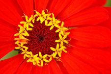 Stamens Of The Flower Zinnia With Reds Leaves Stock Photos Stamens Of The Flower Zinnia With Reds Leaves Stock Photos