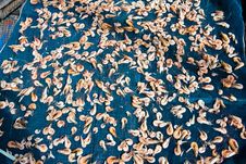 Fresh Prawns Will Be Dried In Koh Chang Royalty Free Stock Photo Fresh Prawns Will Be Dried In Koh Chang Royalty Free Stock Photo