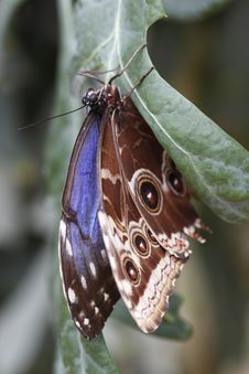 Tropical Butterfly - Peleides Blue Morpho Stock Photo Tropical Butterfly - Peleides Blue Morpho Stock Photo