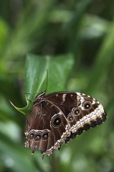 Morpho Butterfly On The Leaf Royalty Free Stock Image Morpho Butterfly On The Leaf Royalty Free Stock Image