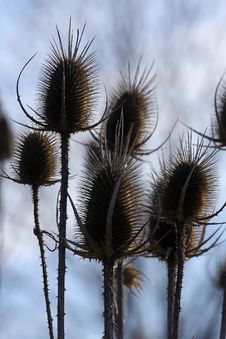 Teasel Royalty Free Stock Image