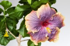 Hibiscus Gator Pride Royalty Free Stock Photography Hibiscus Gator Pride Royalty Free Stock Photography