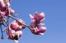Magnolia Blossoms Stock Photo Magnolia Blossoms Stock Photo