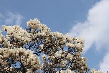 White Magnolia Royalty Free Stock Photo