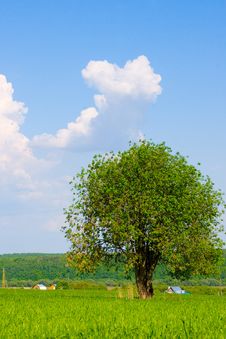 Alone Tree Royalty Free Stock Image Alone Tree Royalty Free Stock Image