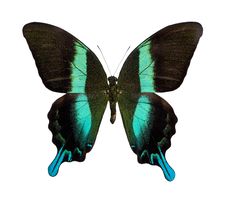 Papilio Blumei Royalty Free Stock Photo