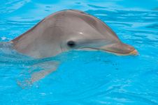Bottlenose Dolphin In The Pool Stock Photography Bottlenose Dolphin In The Pool Stock Photography