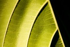 Giant Leaf With Shadows Stock Photography Giant Leaf With Shadows Stock Photography