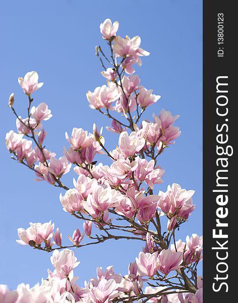 Blooming pink magnolia on a blue background