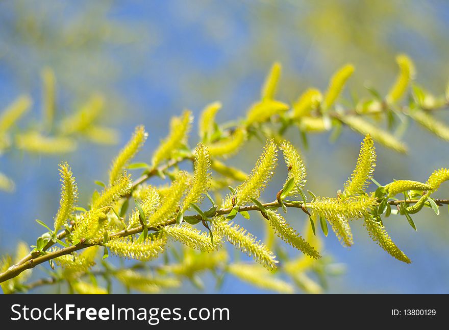 Blooming willow tree