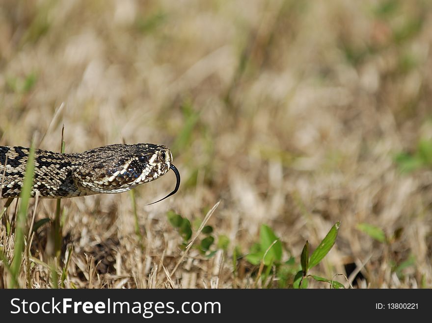 An eastern diamondback rattlesnake from southern Florida.