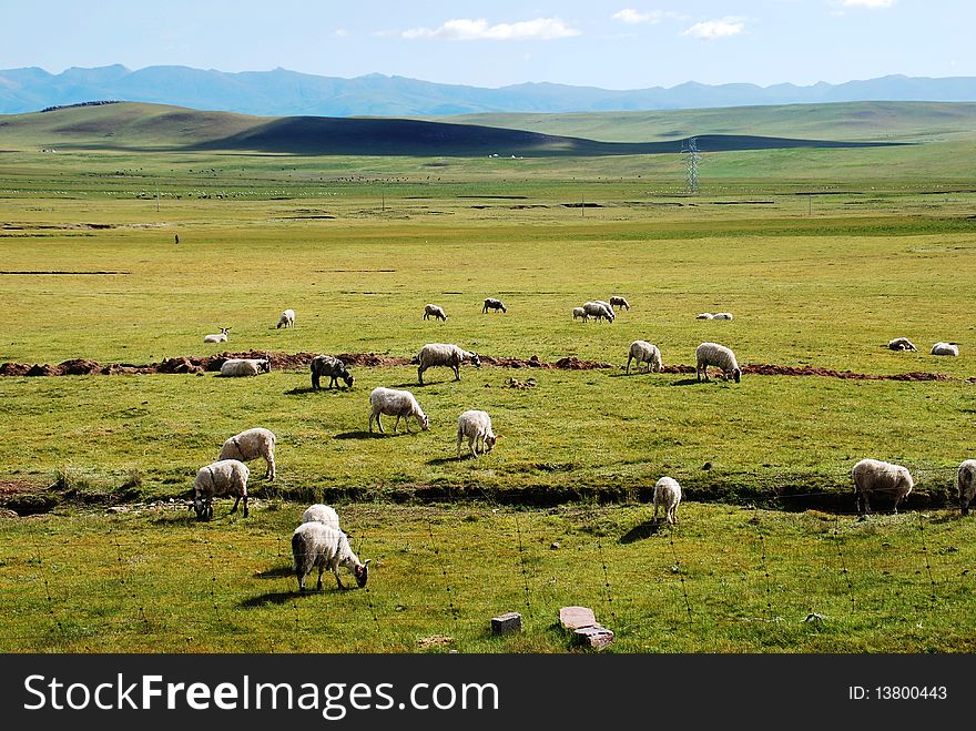 Grassland flocks