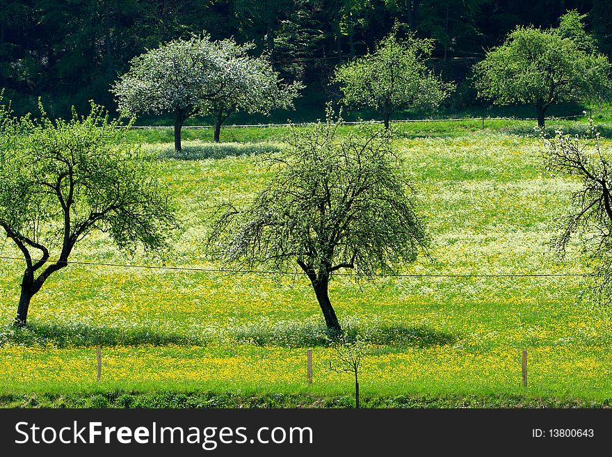 Beautiful spring landscape with blooming yellow dandelions and cherry trees. Beautiful spring landscape with blooming yellow dandelions and cherry trees