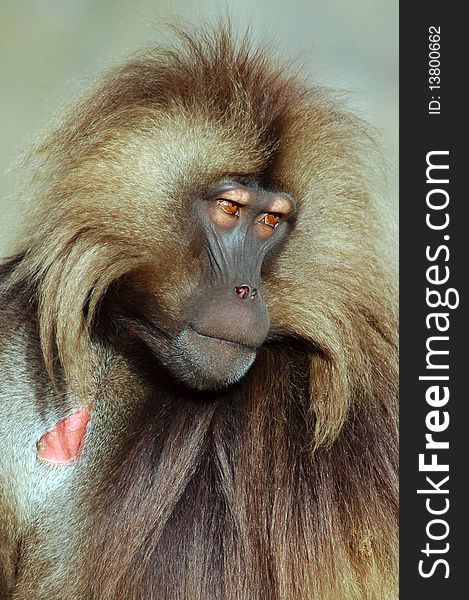 Gelada baboon looking to the right in Simeon mountains in Ethiopia