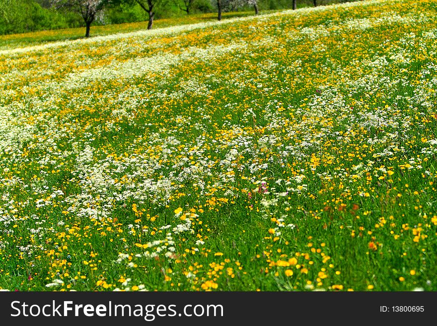 Beautiful spring landscape with colorful wildflowers blossoming in fields. Beautiful spring landscape with colorful wildflowers blossoming in fields