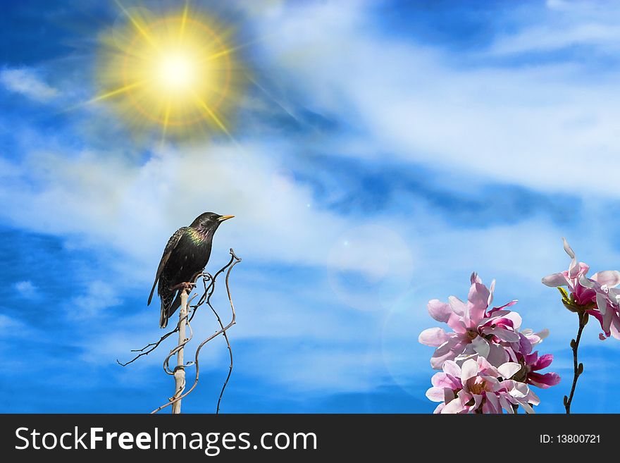 Perched Blackbird With Magnolia Flowers And Sun. Perched Blackbird With Magnolia Flowers And Sun