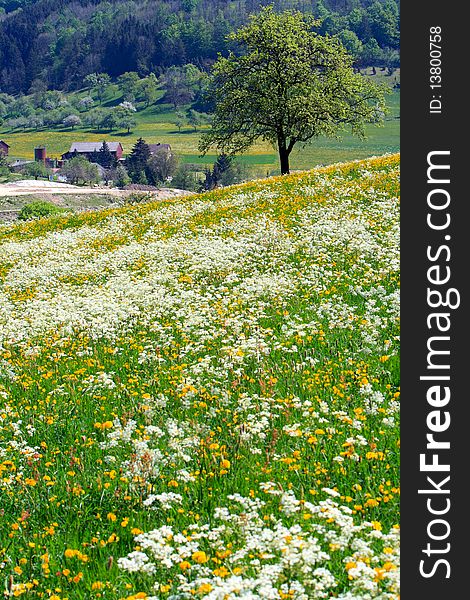 Beautiful spring landscape with colorful wildflowers blossoming in field,a small village background. Beautiful spring landscape with colorful wildflowers blossoming in field,a small village background