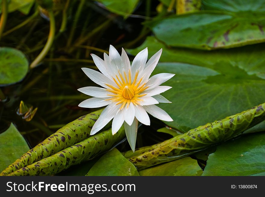 White lotus with dark green leaves in winter garden under golden warm light.