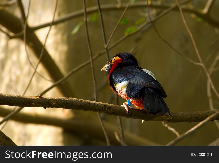 Common African bird perched on a branch. Common African bird perched on a branch