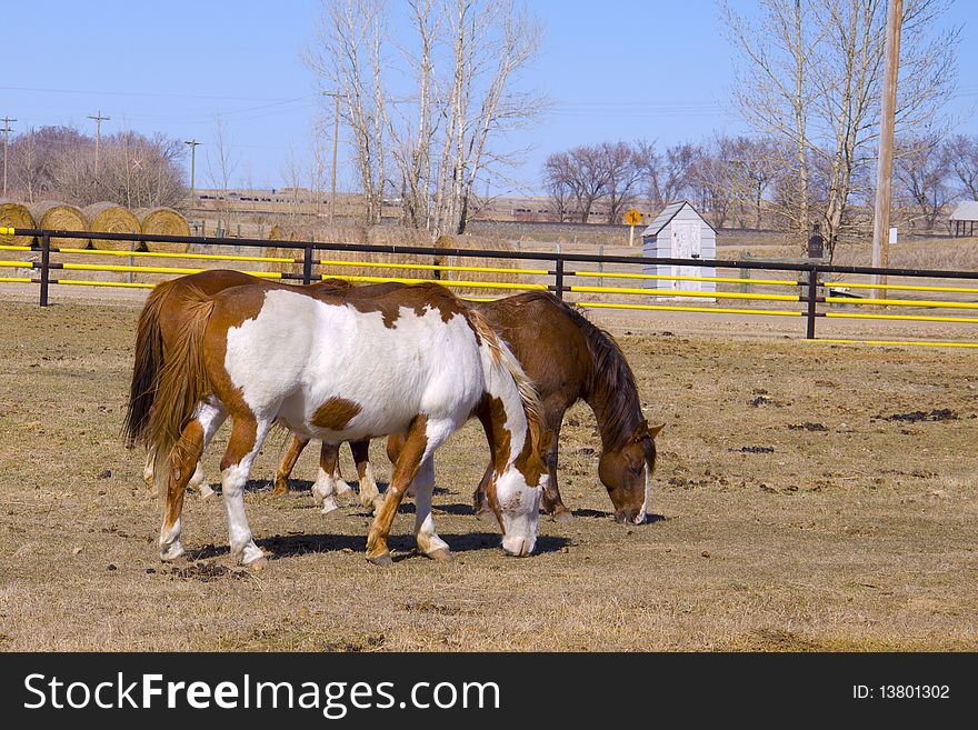 Two Horses Grazing On The Farm