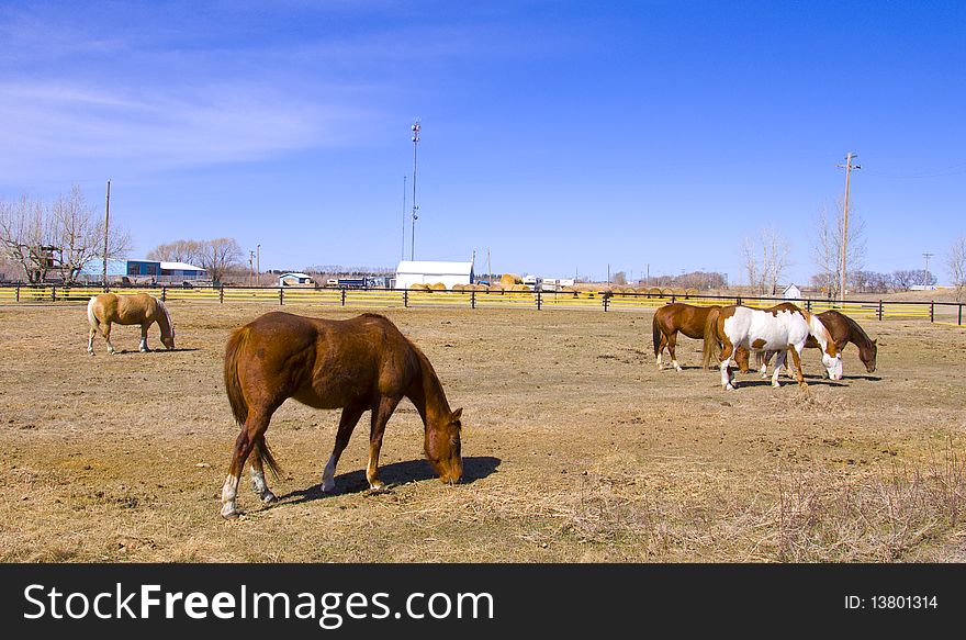 An old style farm with horses grazing. An old style farm with horses grazing