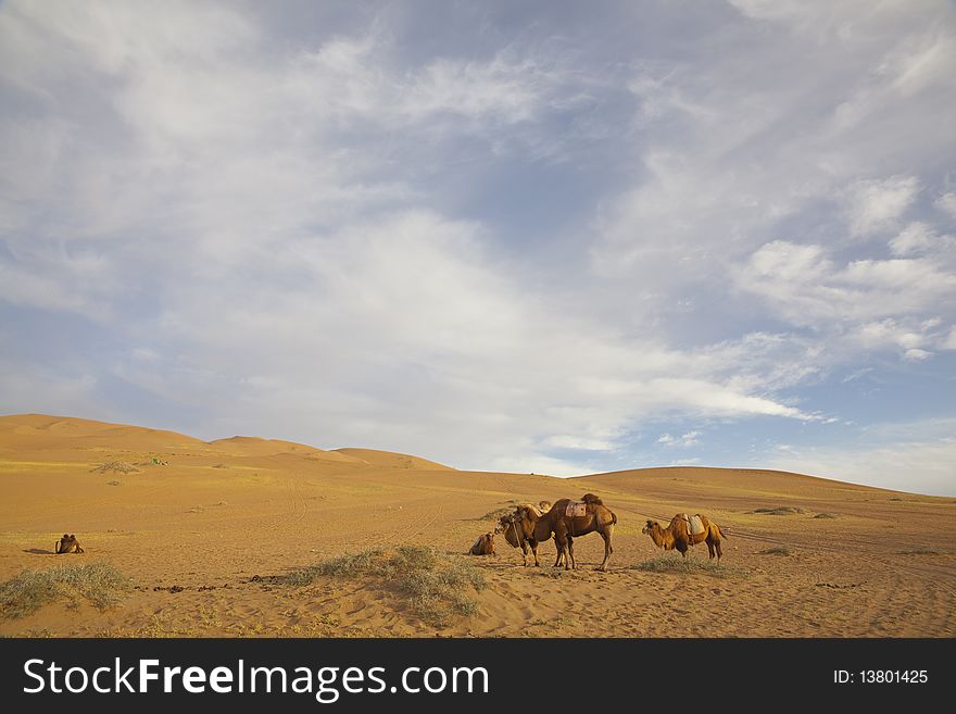 The camels are relaxing in the sand desert in Inner Mongolia of China. The camels are relaxing in the sand desert in Inner Mongolia of China