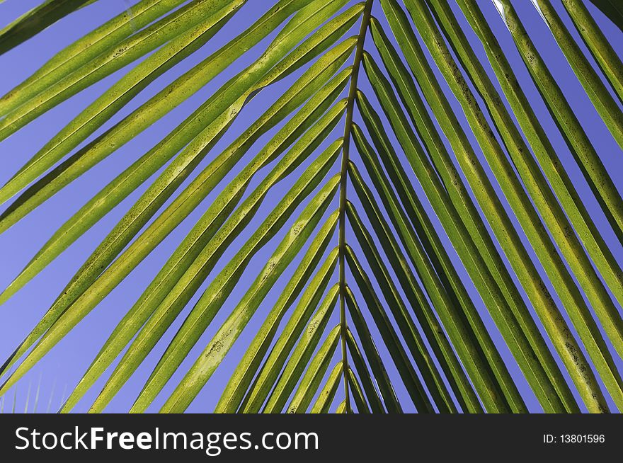 Yellowish green coconut leaf detail