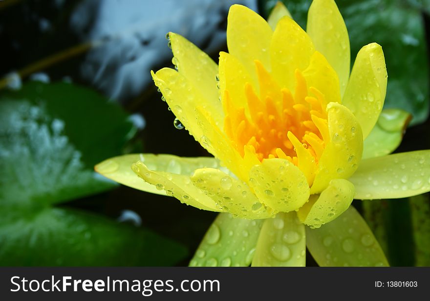 Beautiful of yellow lotus close-up. Beautiful of yellow lotus close-up.