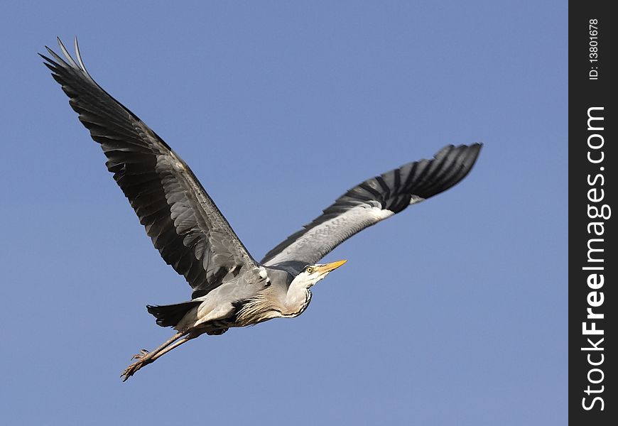 Grey Heron in flight in the blue sky