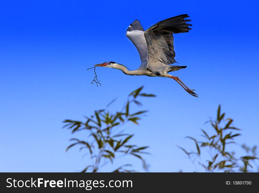 Grey Heron in flight in the blue sky