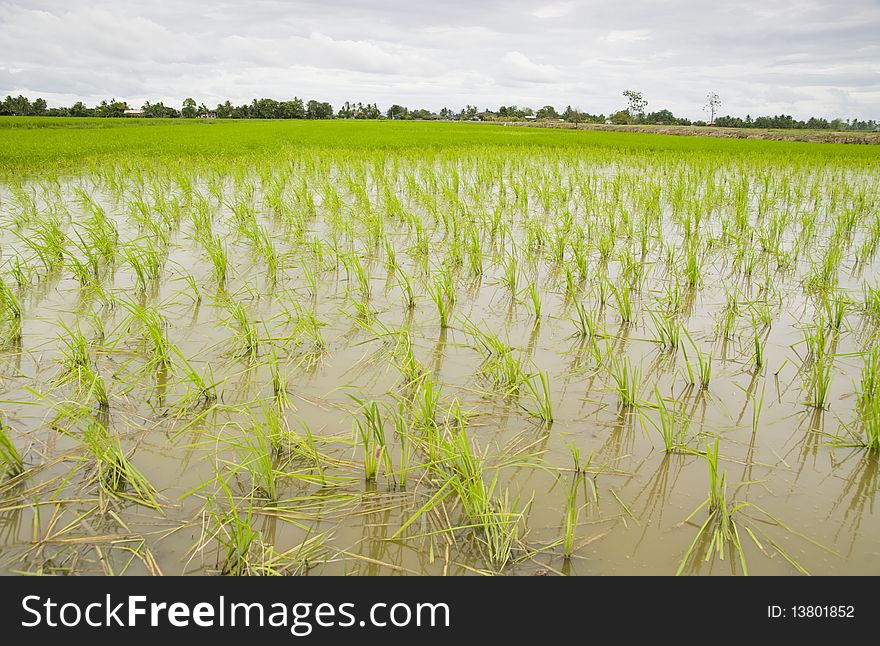 Young Paddy Grown in a Paddy Field at Alor Setar, Kedah, Malaysia