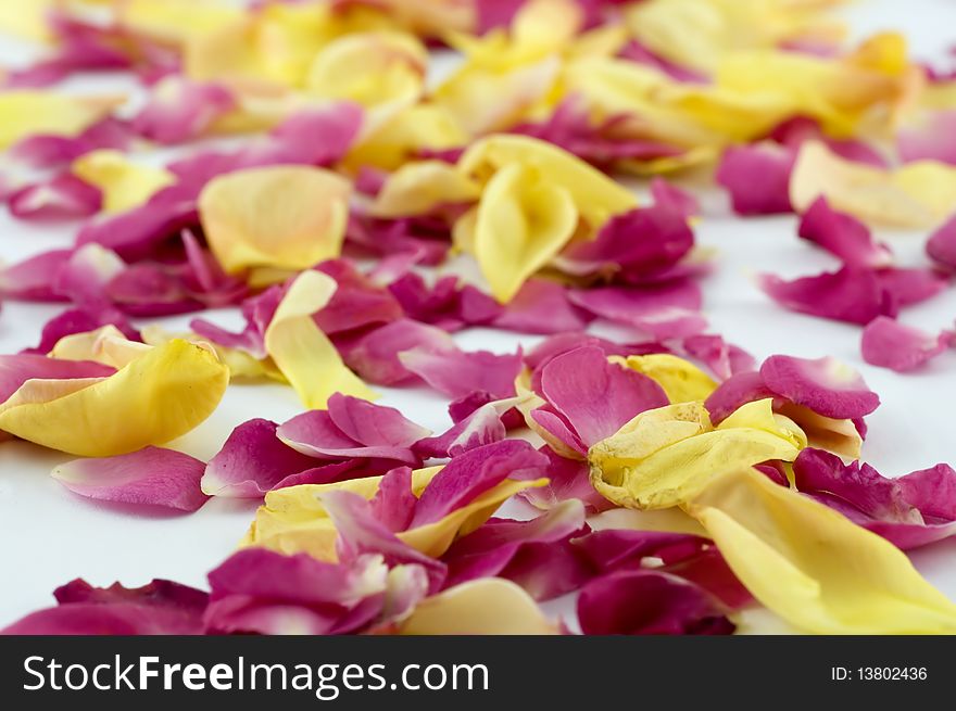 Red and Yellow roses petals. Good for romantic designs. Red and Yellow roses petals. Good for romantic designs.