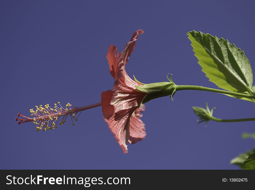 Hibiscus flower red in color with blue sky background